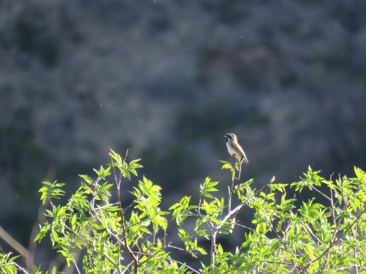 Black-throated Sparrow - ML322344591