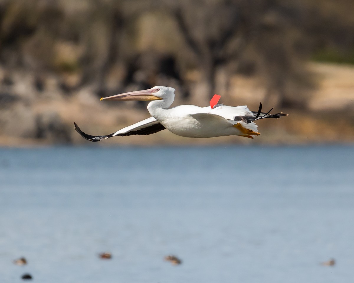 American White Pelican - Kurt Holz