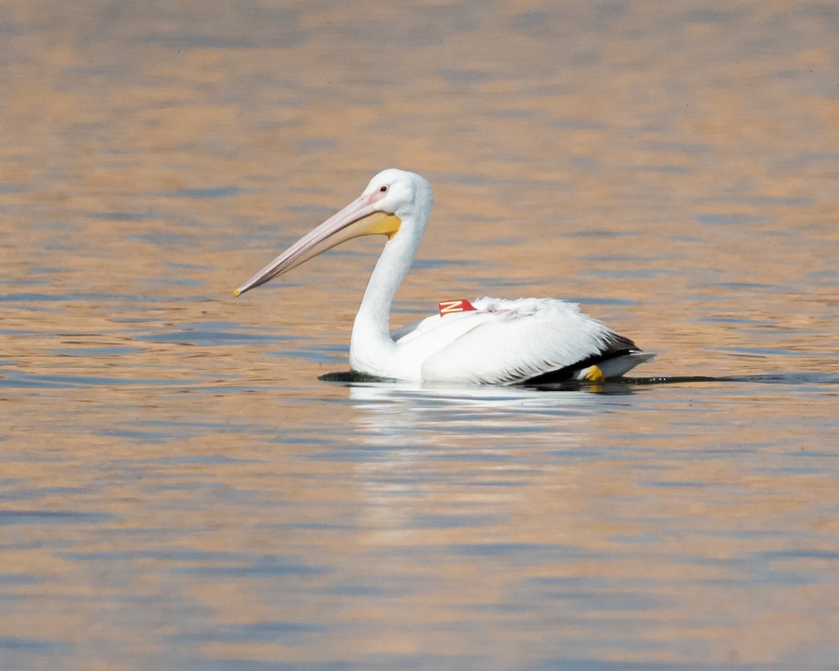 American White Pelican - ML322345011