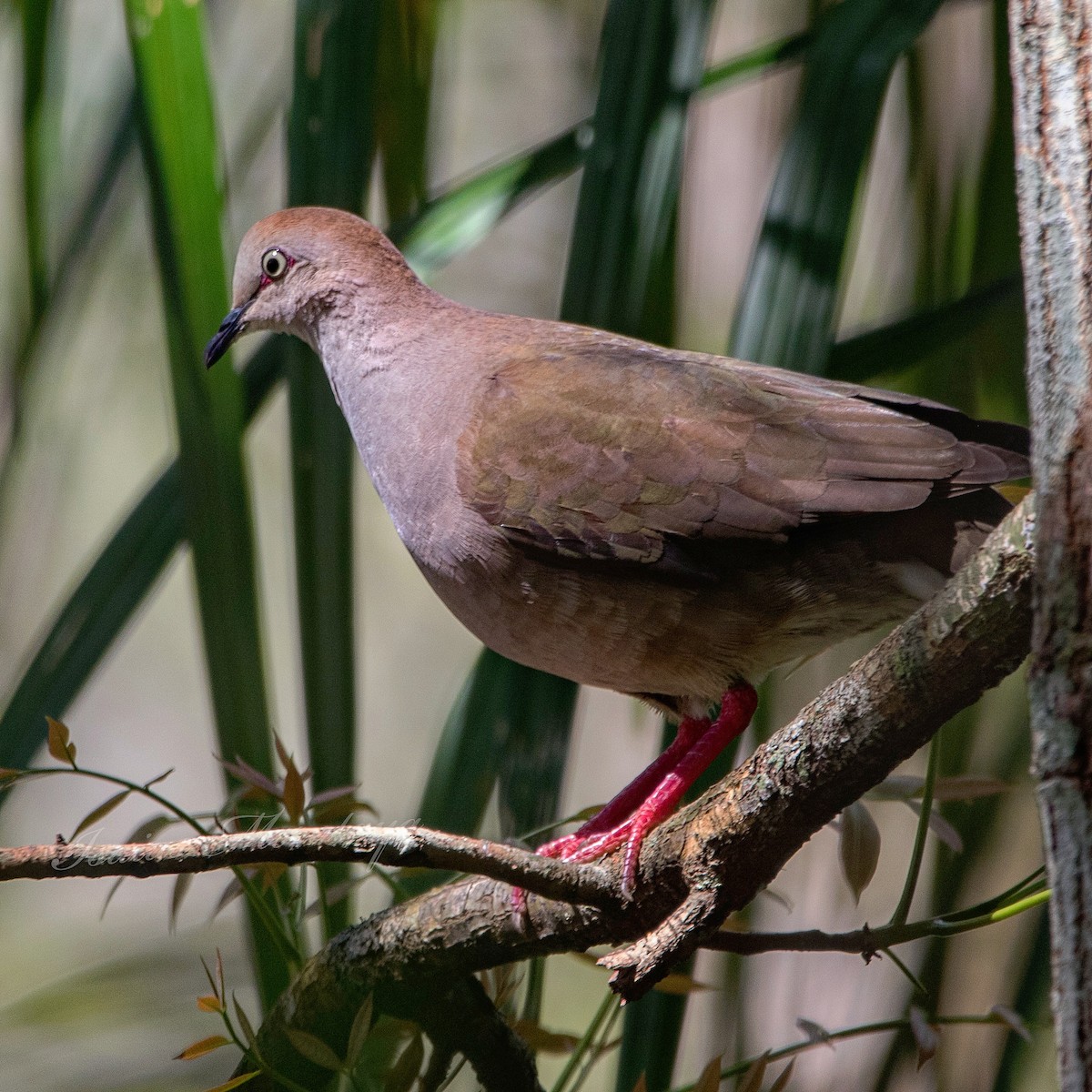 Gray-chested Dove - Isaias Morataya