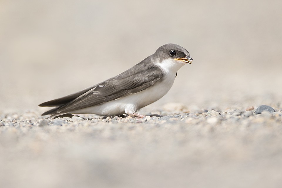 Tree Swallow - ML32234551