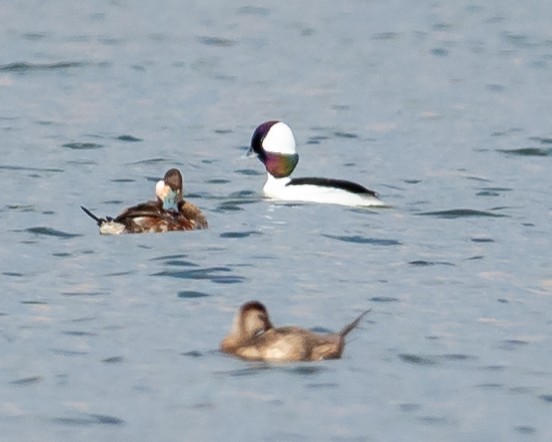 Bufflehead - ML322345821