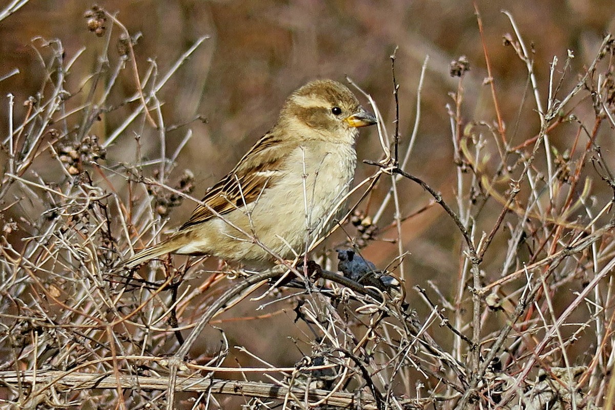 House Sparrow - ML322347431