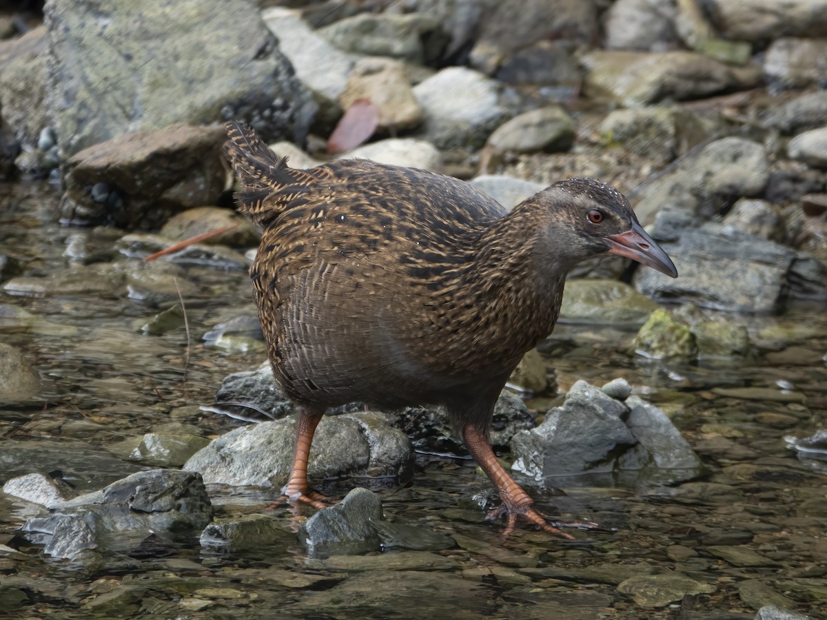 Weka - ML322347701