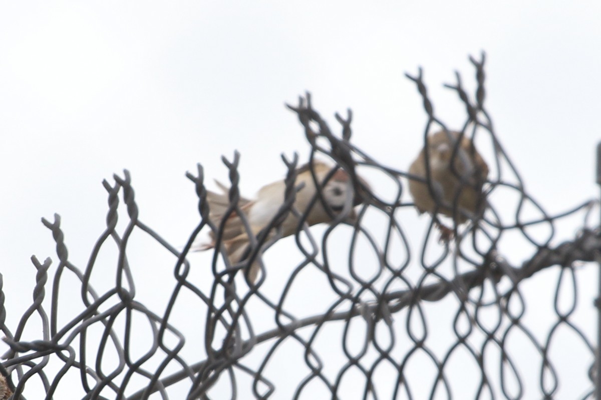 Eurasian Tree Sparrow - ML322348161