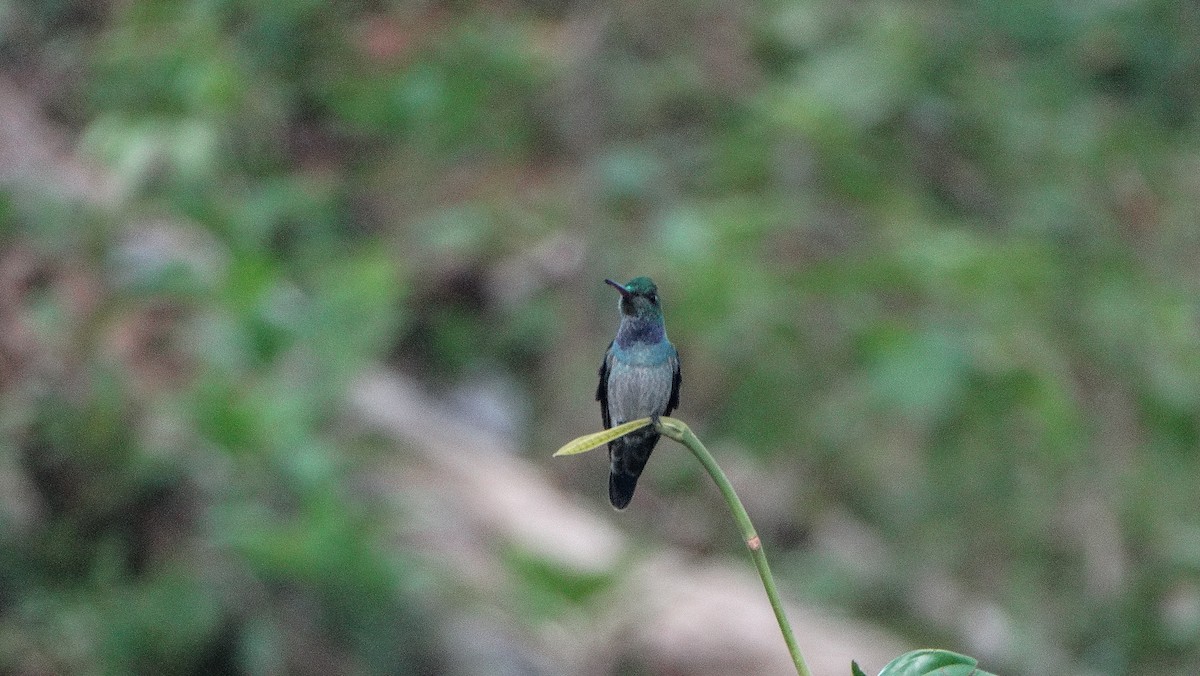 Blue-chested Hummingbird - Alejandro Garcia