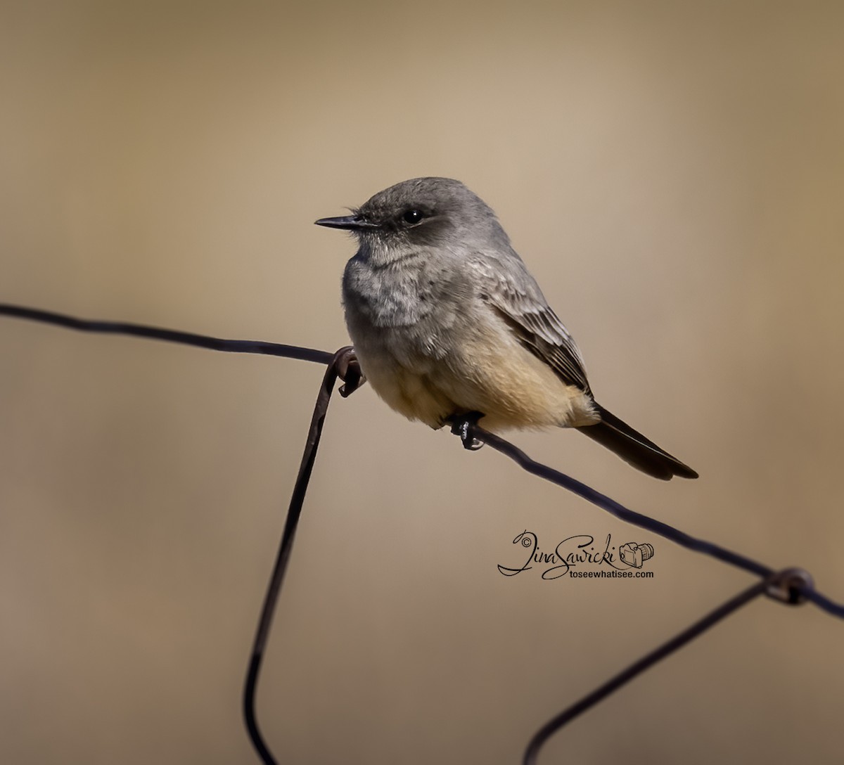 Say's Phoebe - Tina Sawicki