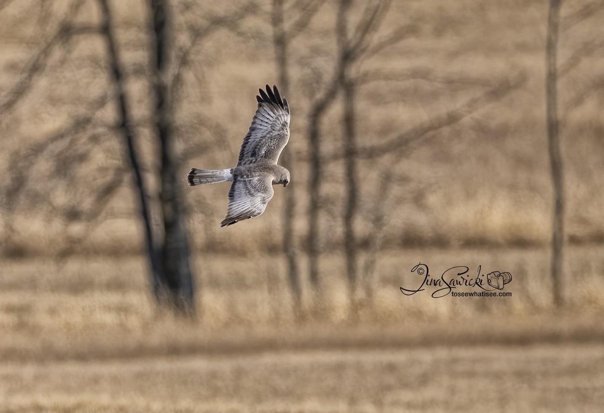 Northern Harrier - Tina Sawicki