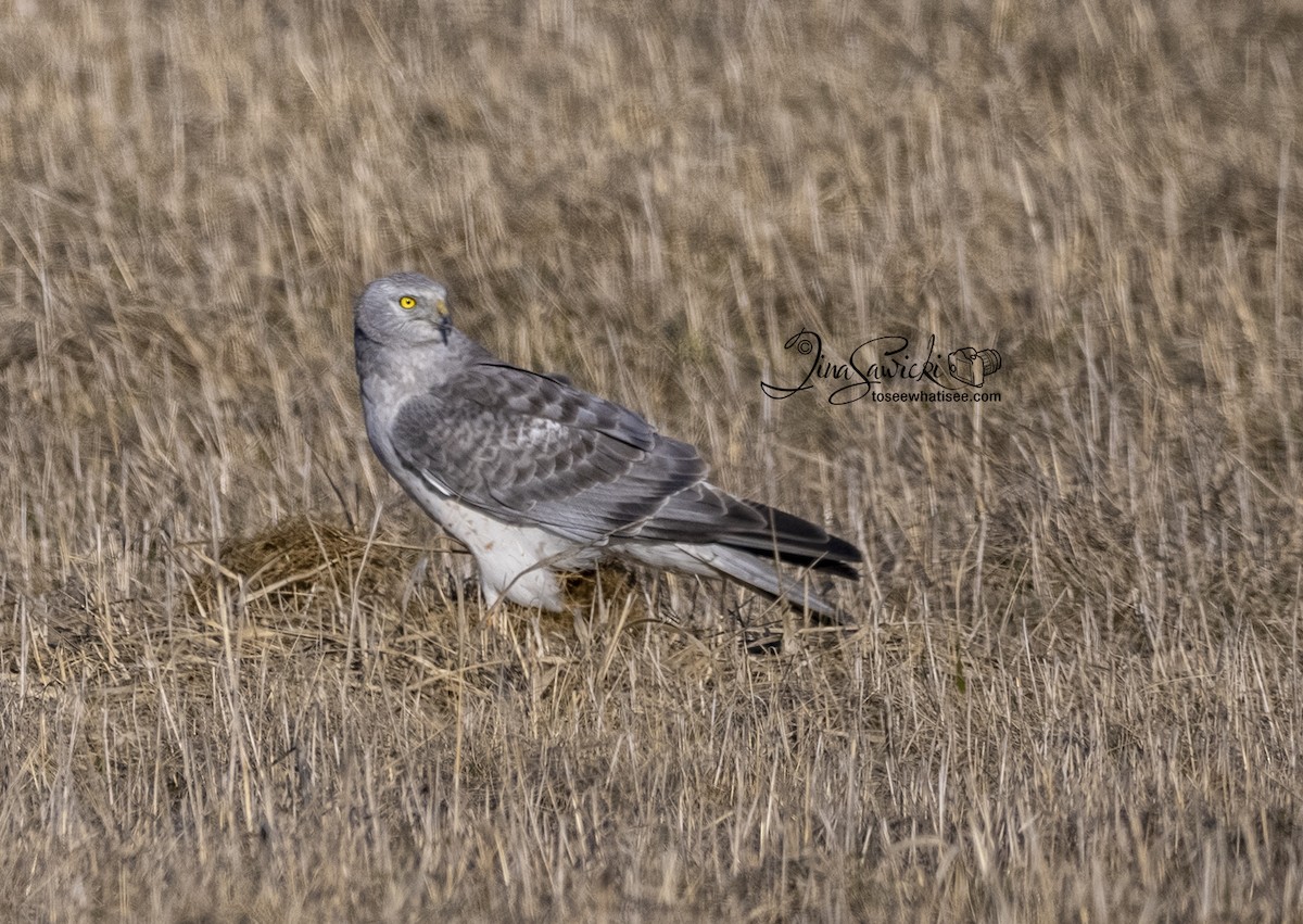 Northern Harrier - Tina Sawicki