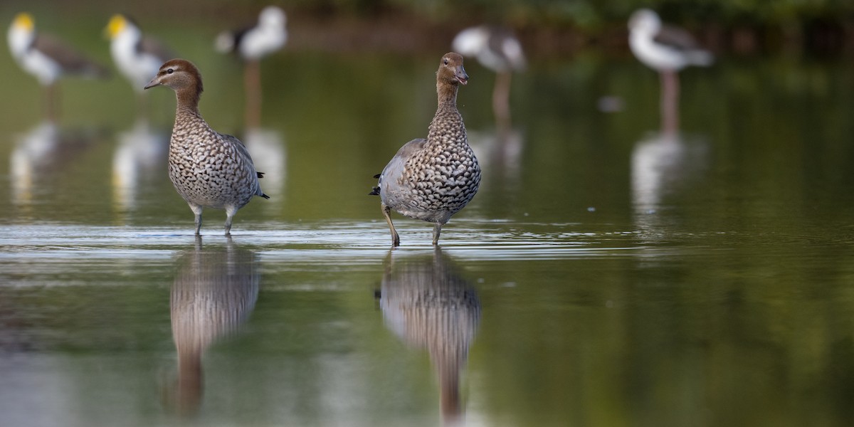 Maned Duck - ML322352291