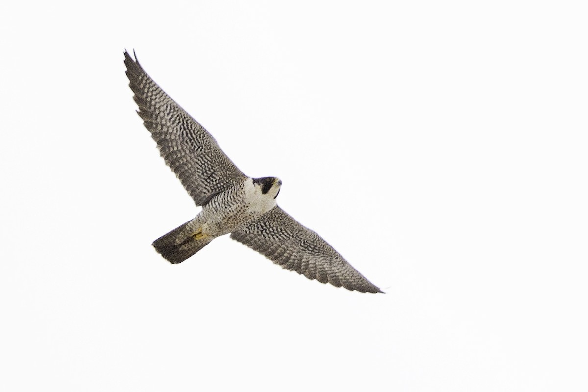 Peregrine Falcon - ML322352591