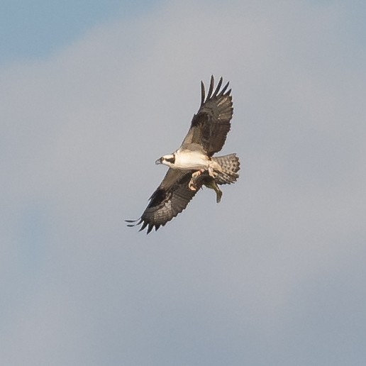 Osprey - ML322356081