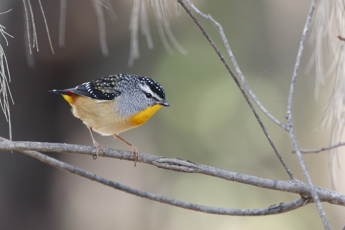 Fleckenpanthervogel - ML322356281