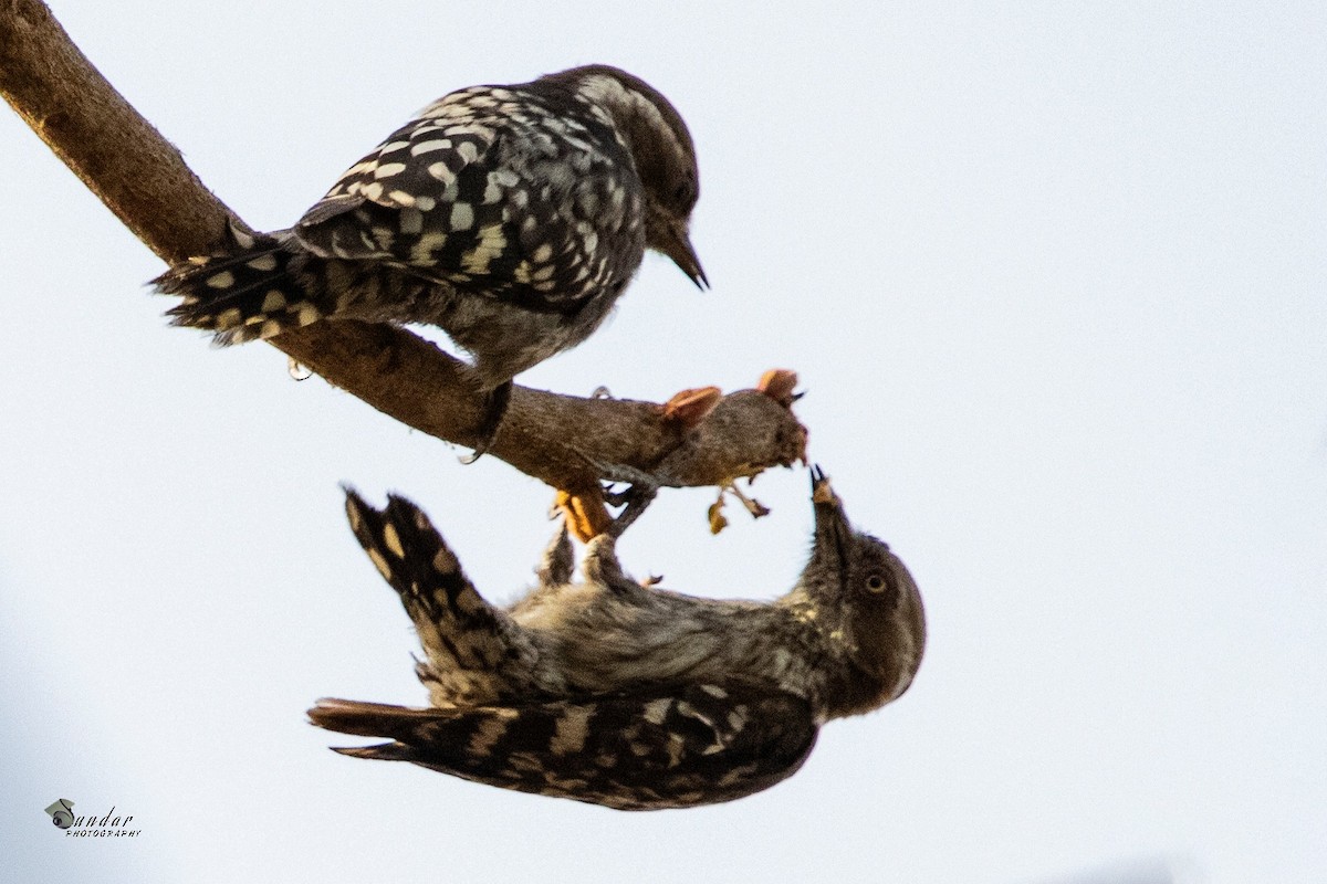 Brown-capped Pygmy Woodpecker - ML322356811