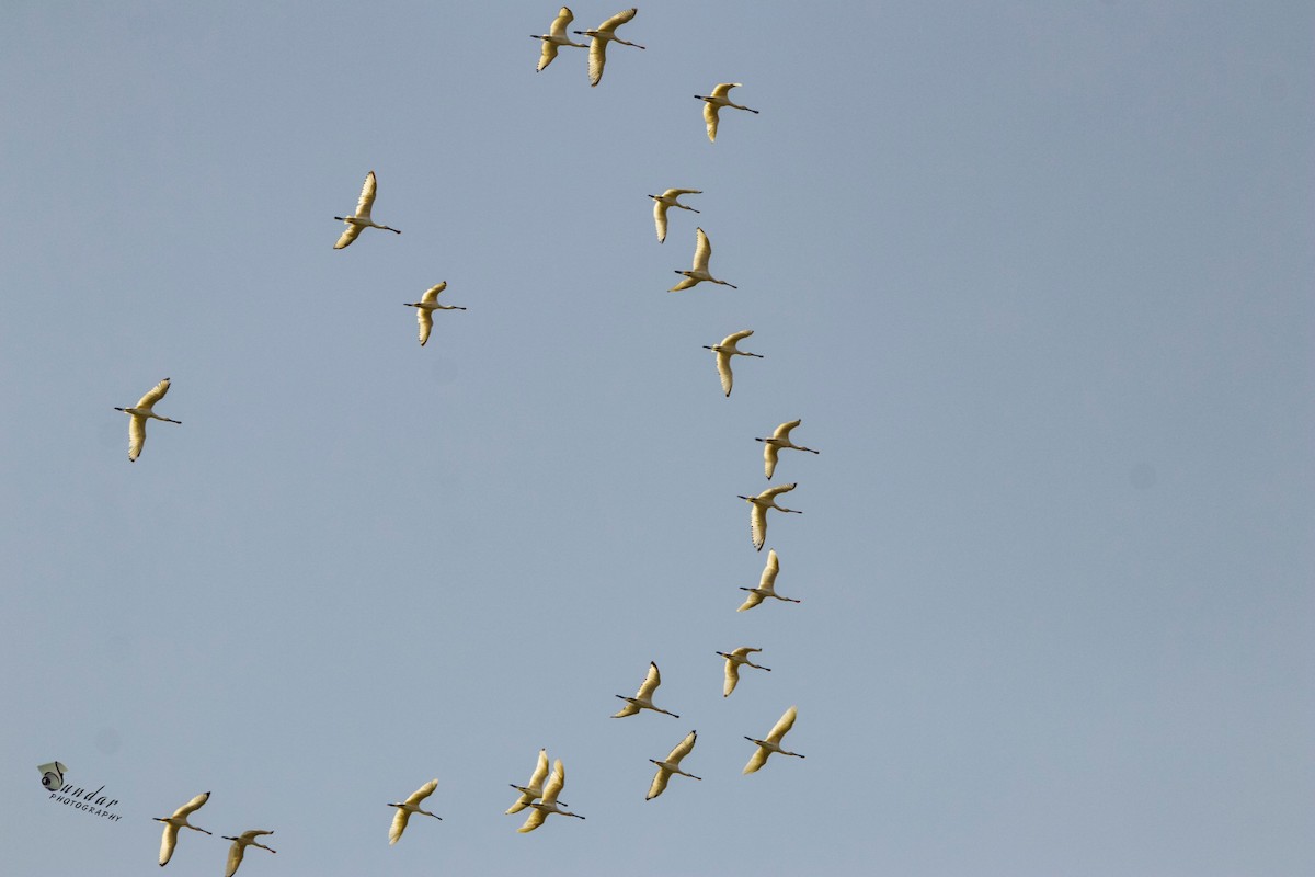 Eurasian Spoonbill - sundareswaran vetaikorumagan