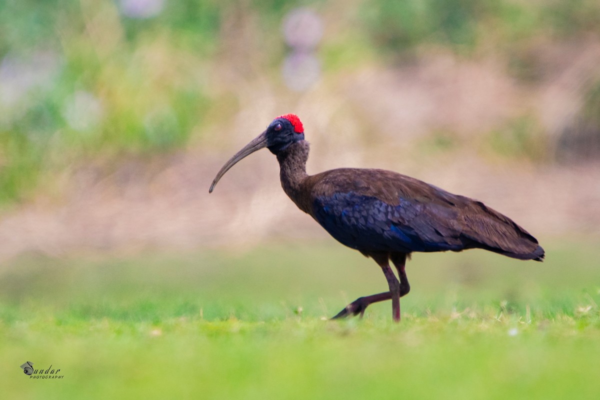 Red-naped Ibis - ML322357201