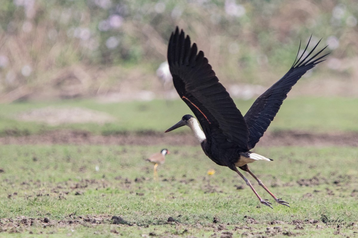 Asian Woolly-necked Stork - sundareswaran vetaikorumagan