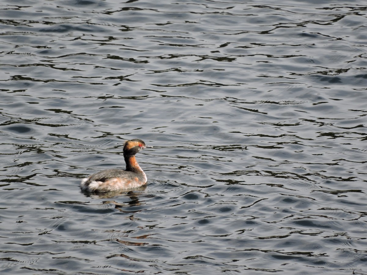 Horned Grebe - ML322357901