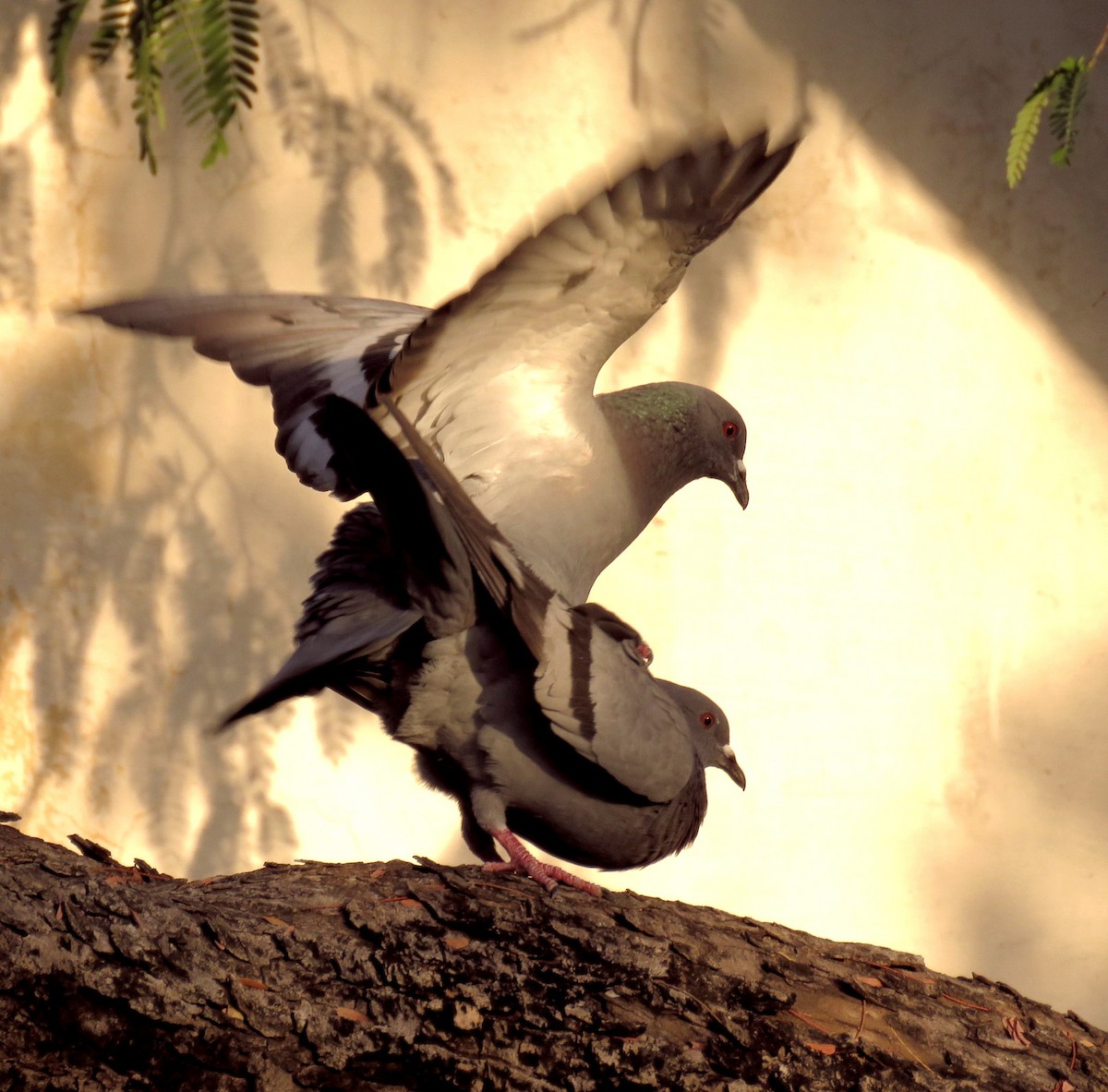 Rock Pigeon (Feral Pigeon) - Santharam V