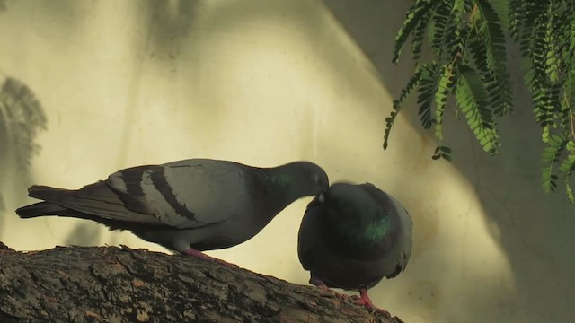 Rock Pigeon (Feral Pigeon) - ML322360971