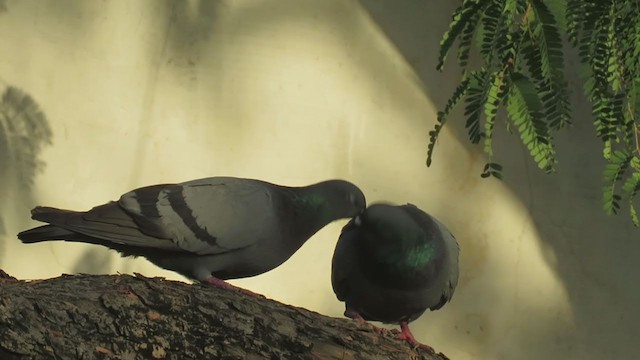 Pigeon biset (forme domestique) - ML322360971