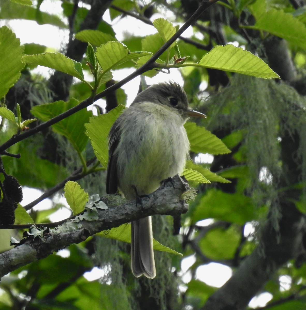 Western Flycatcher (Pacific-slope) - Malia DeFelice