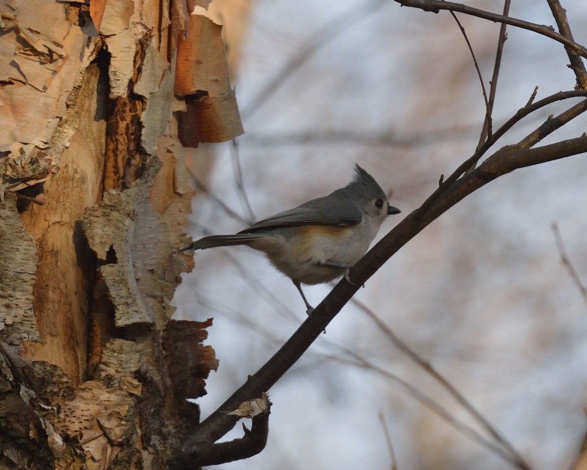 Tufted Titmouse - ML322362101