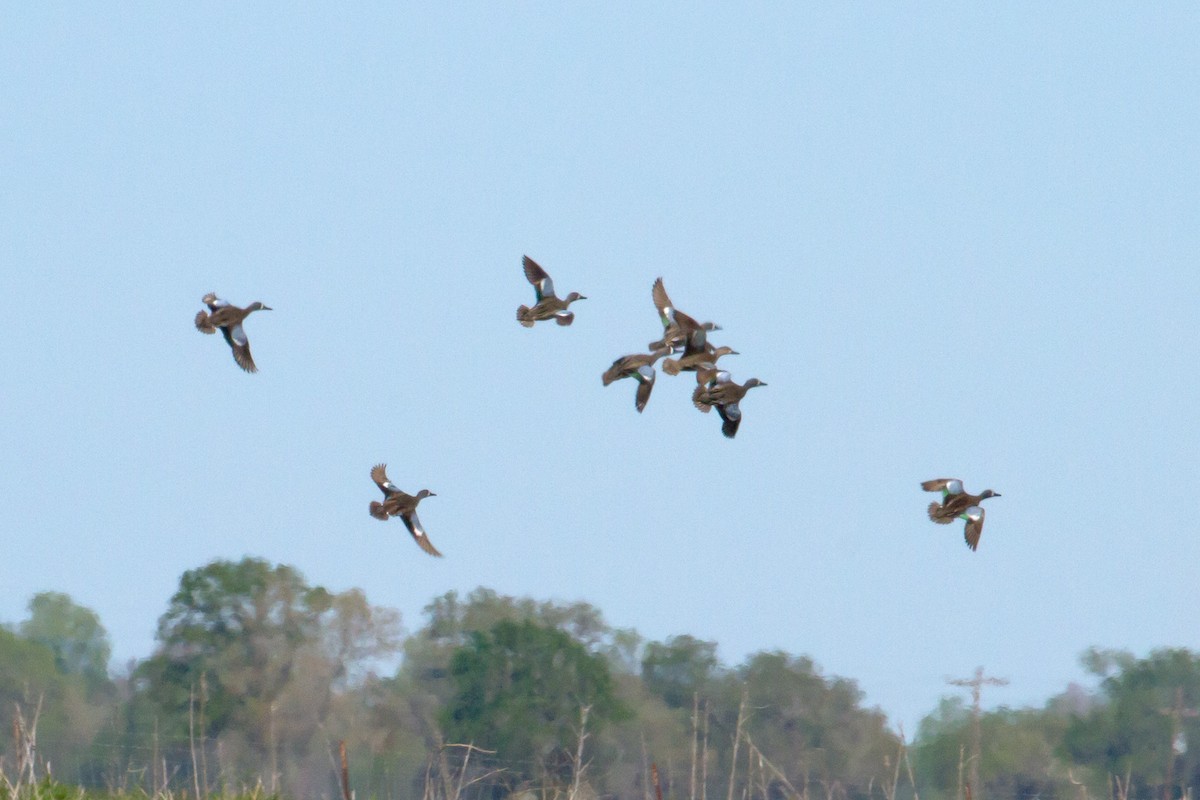 Blue-winged Teal - ML322363211