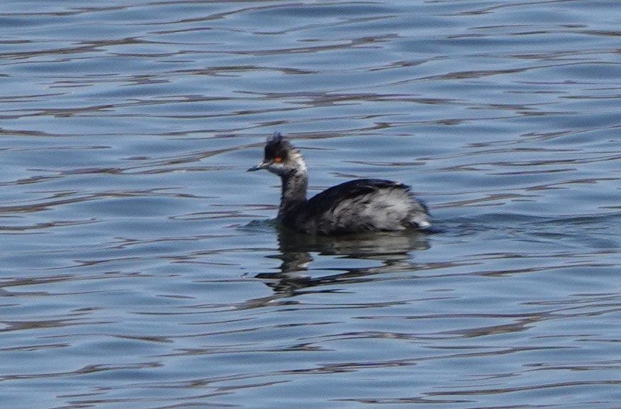 Eared Grebe - Lee Burke