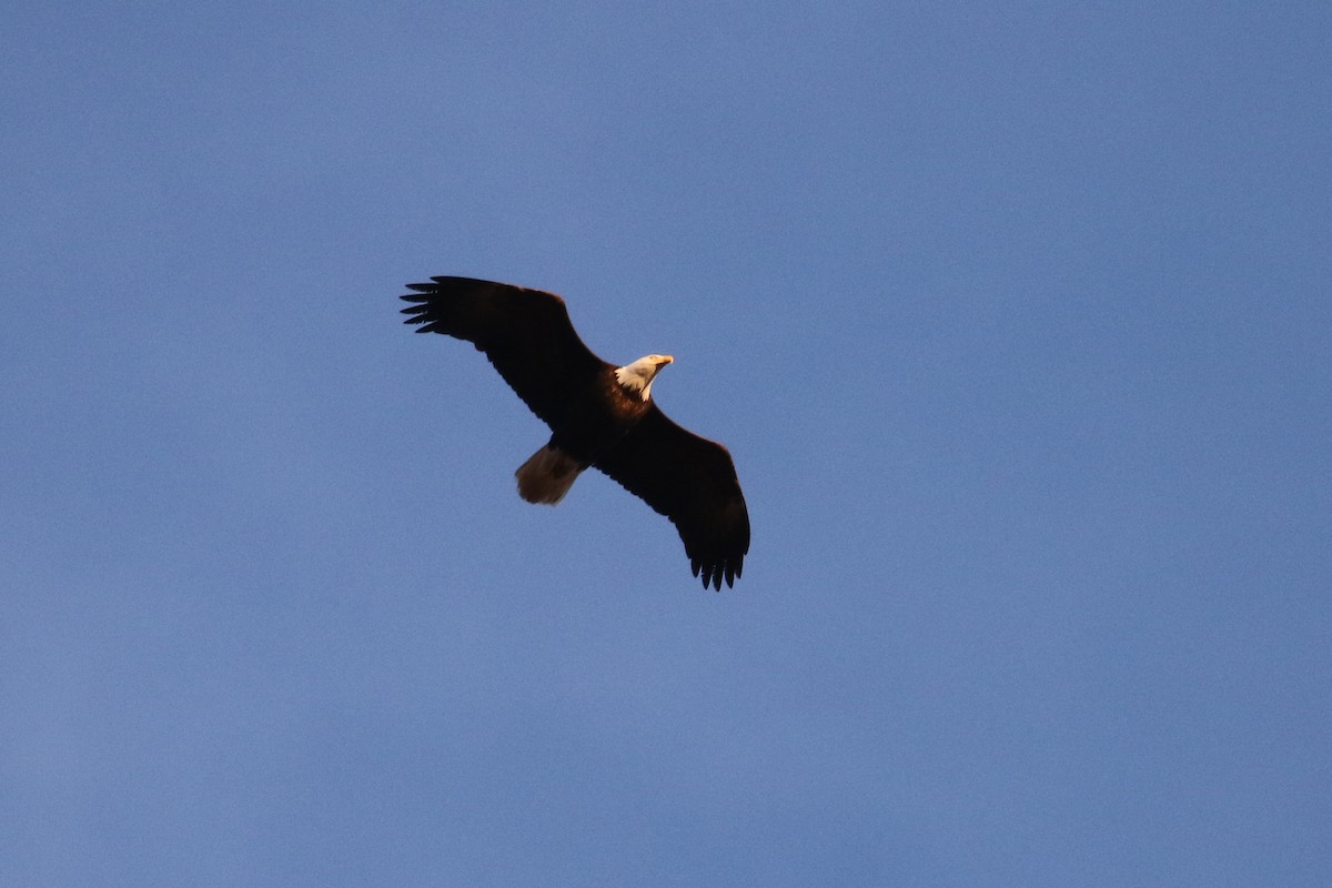 Bald Eagle - ML322364251