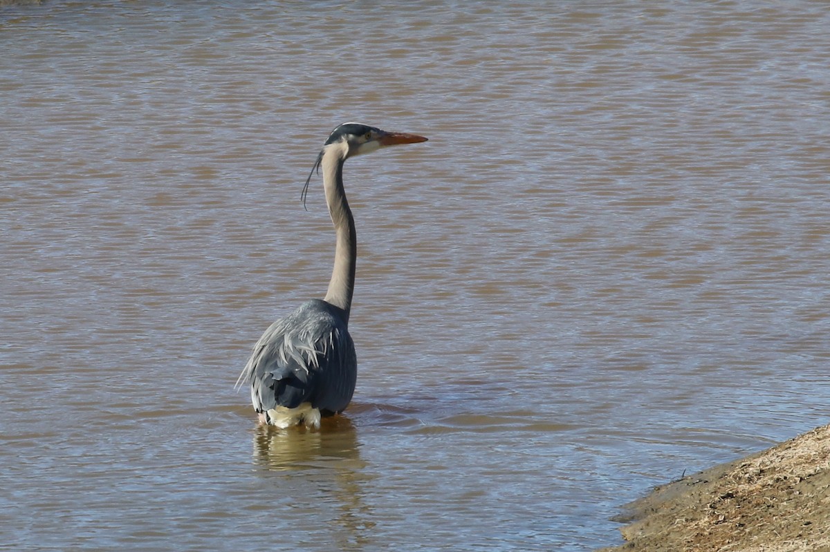 Garza Azulada - ML322366391