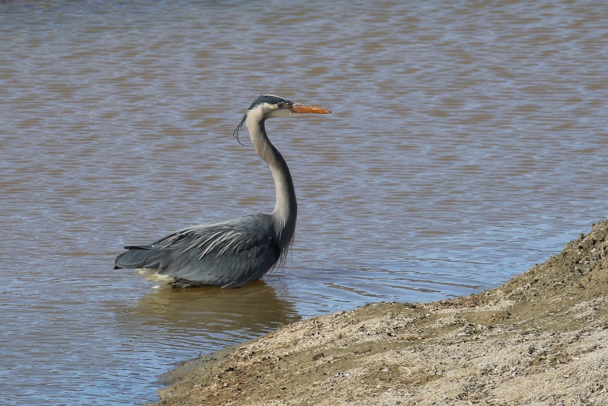 Great Blue Heron - ML322366411