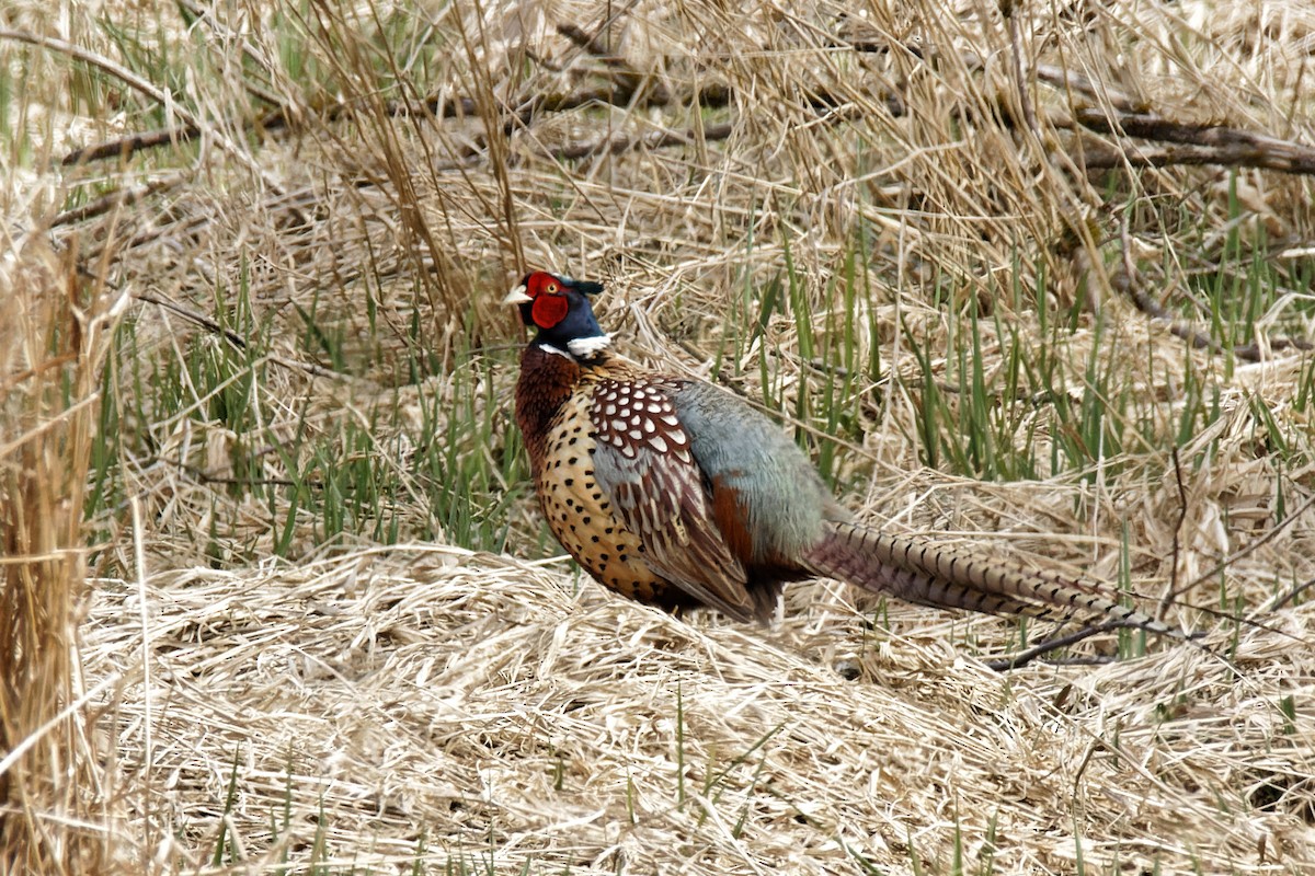 Ring-necked Pheasant - Frank Lin