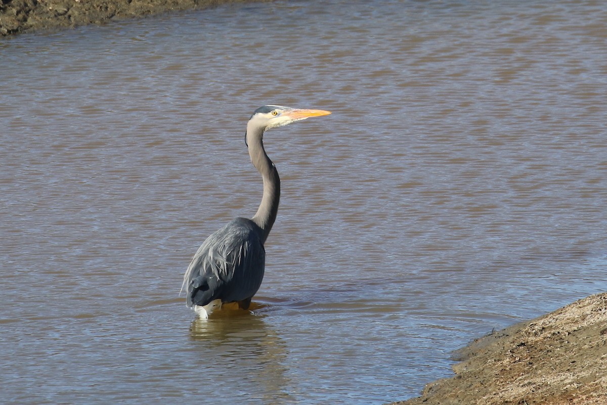 Great Blue Heron - ML322366521