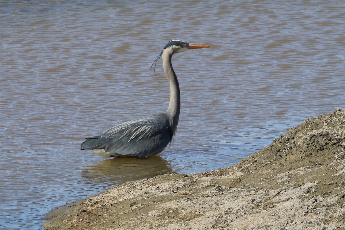 Great Blue Heron - ML322366581