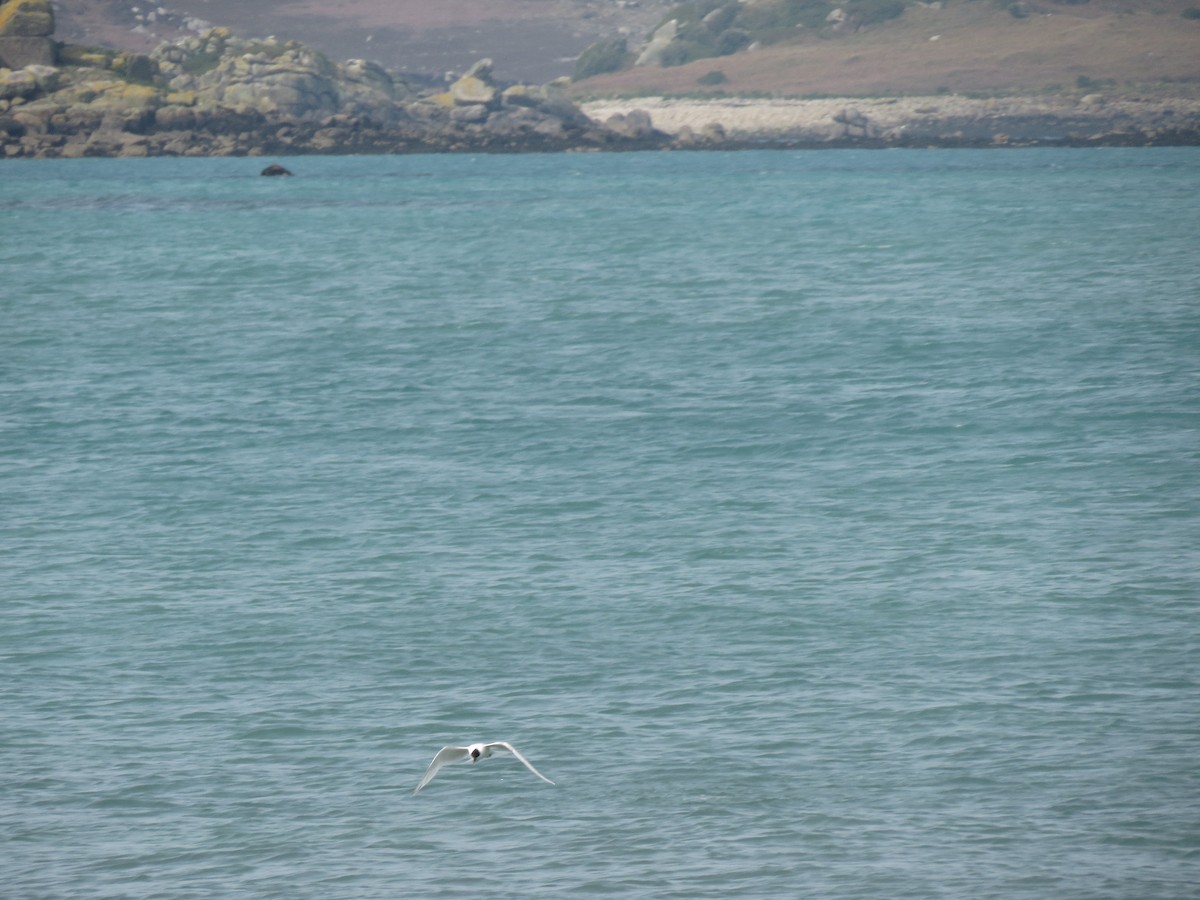 Sandwich Tern - ML322367181