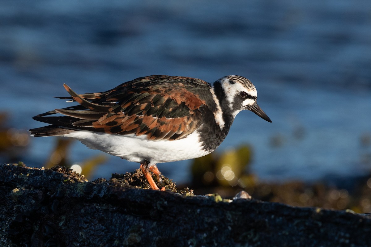 Ruddy Turnstone - ML322367391