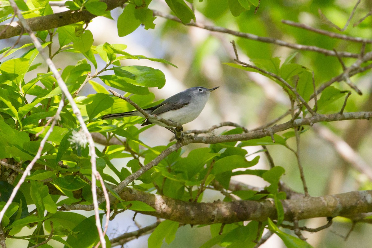 Blue-gray Gnatcatcher - ML322367591