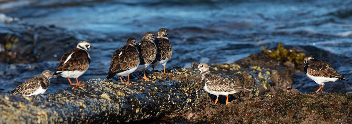 Ruddy Turnstone - ML322367731