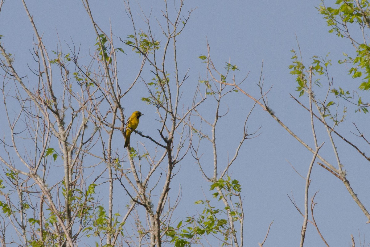Orchard Oriole - ML322367781