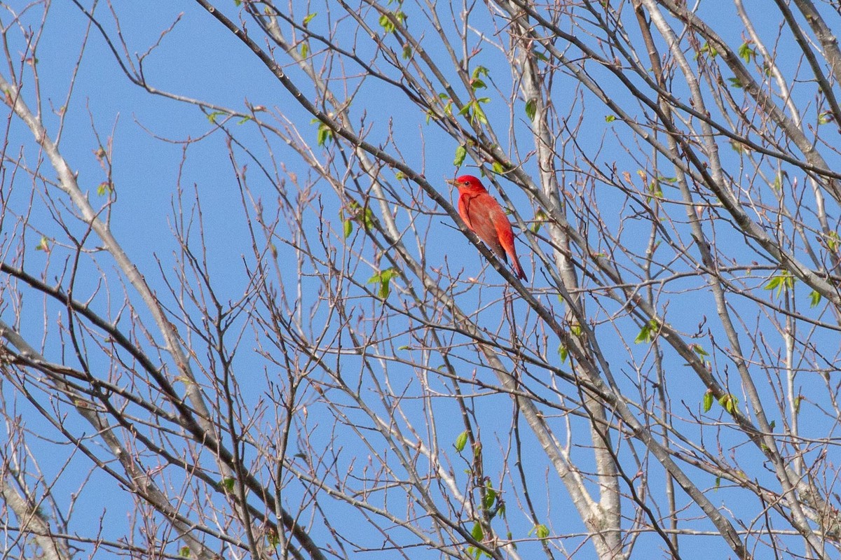 Summer Tanager - ML322367811