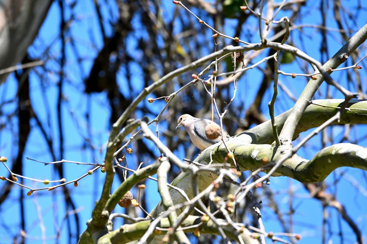 Mourning Dove - ML322370271