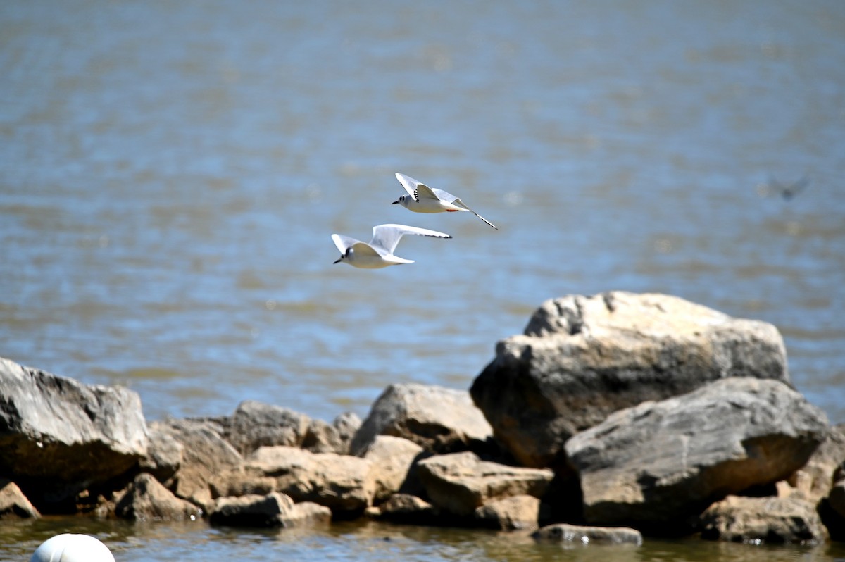 Bonaparte's Gull - ML322370351