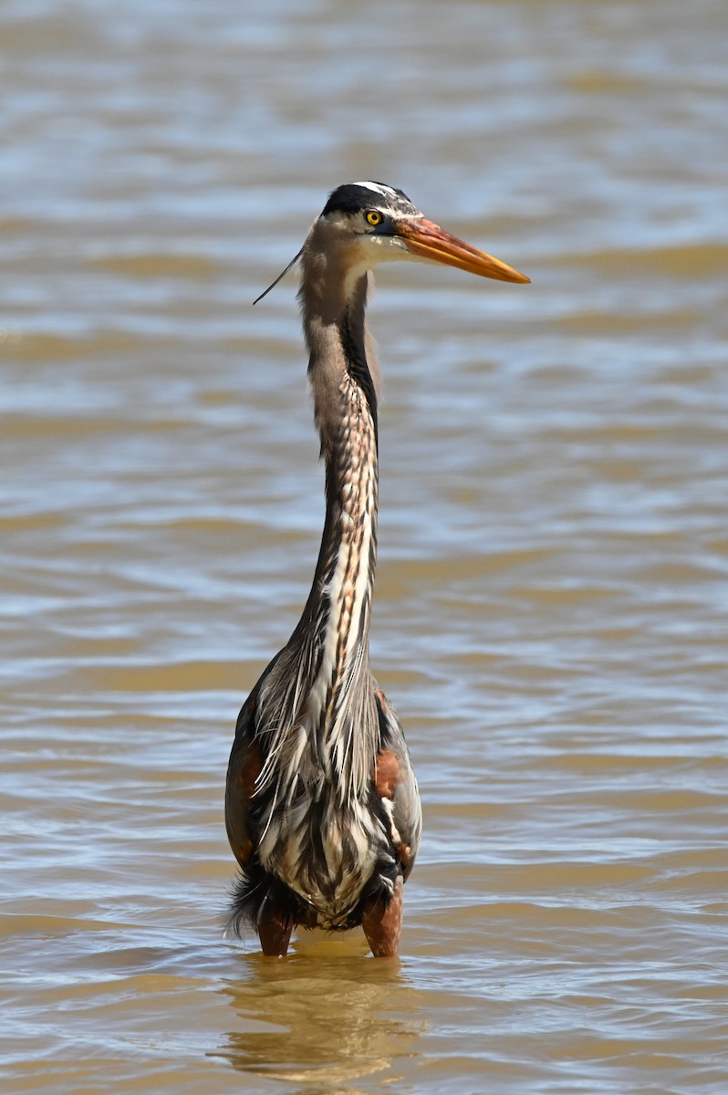 Great Blue Heron - ML322370411