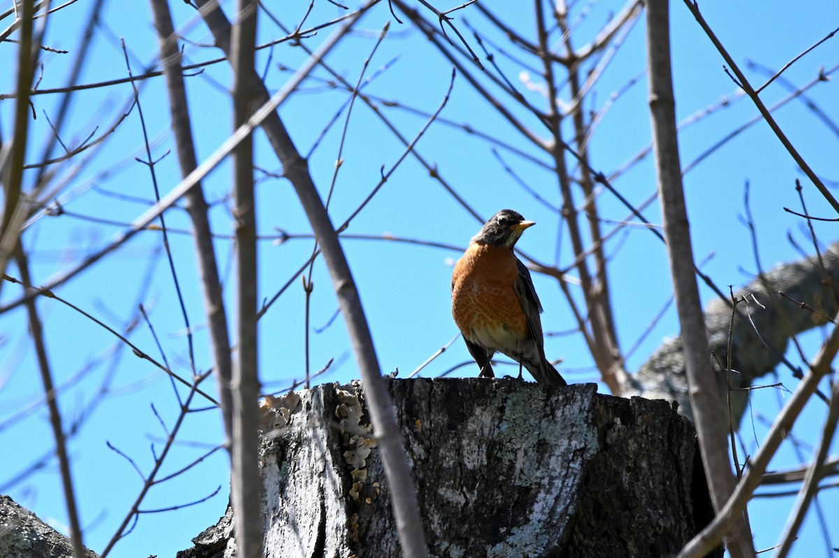American Robin - ML322370461