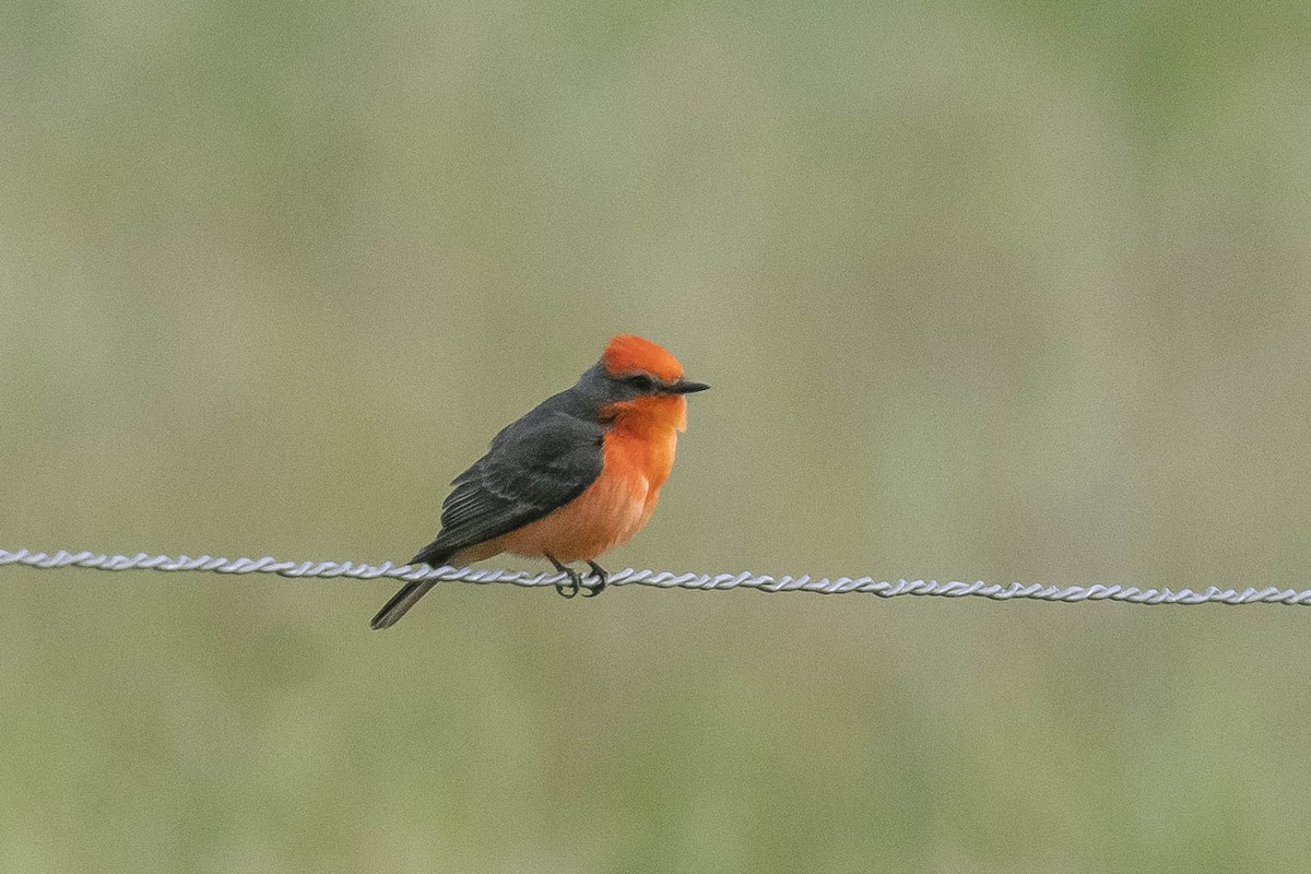 Vermilion Flycatcher - ML322370821