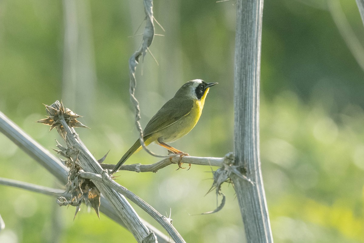 Common Yellowthroat - ML322371311