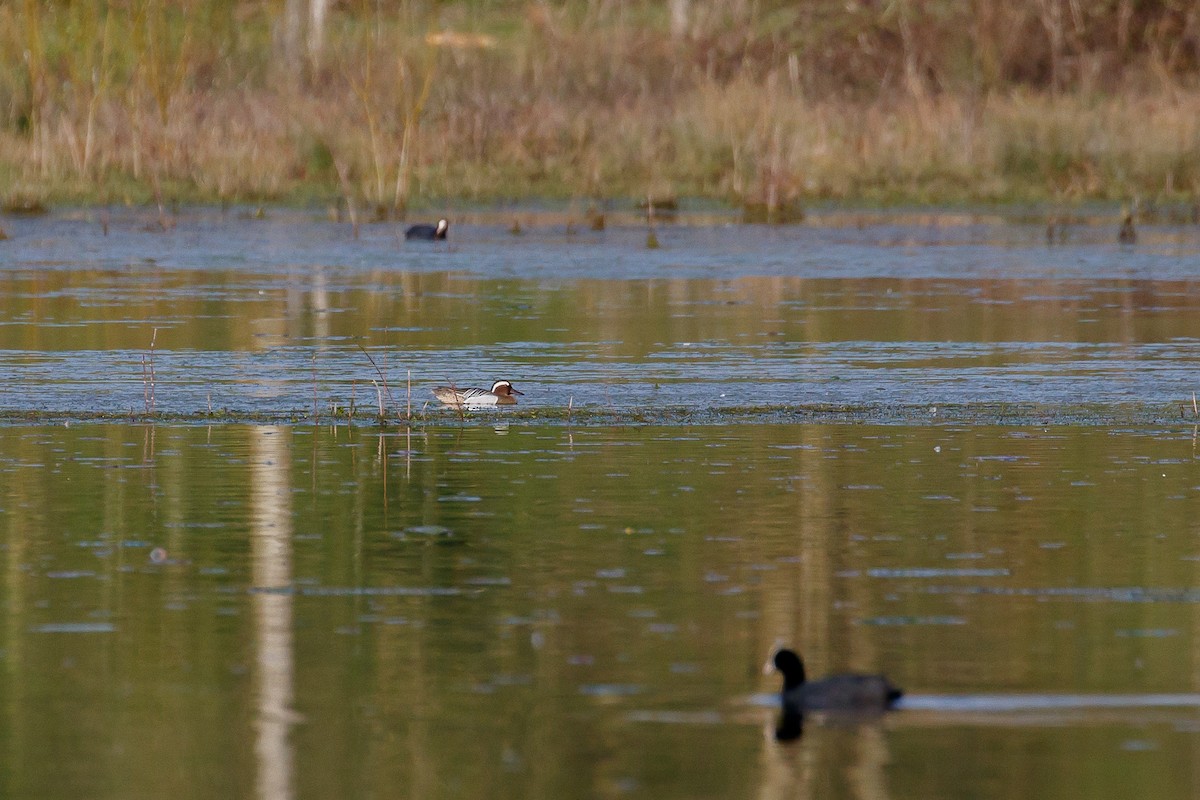Garganey - ML322373611