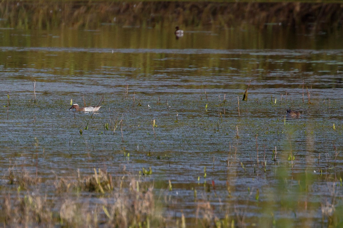 Garganey - ML322373631