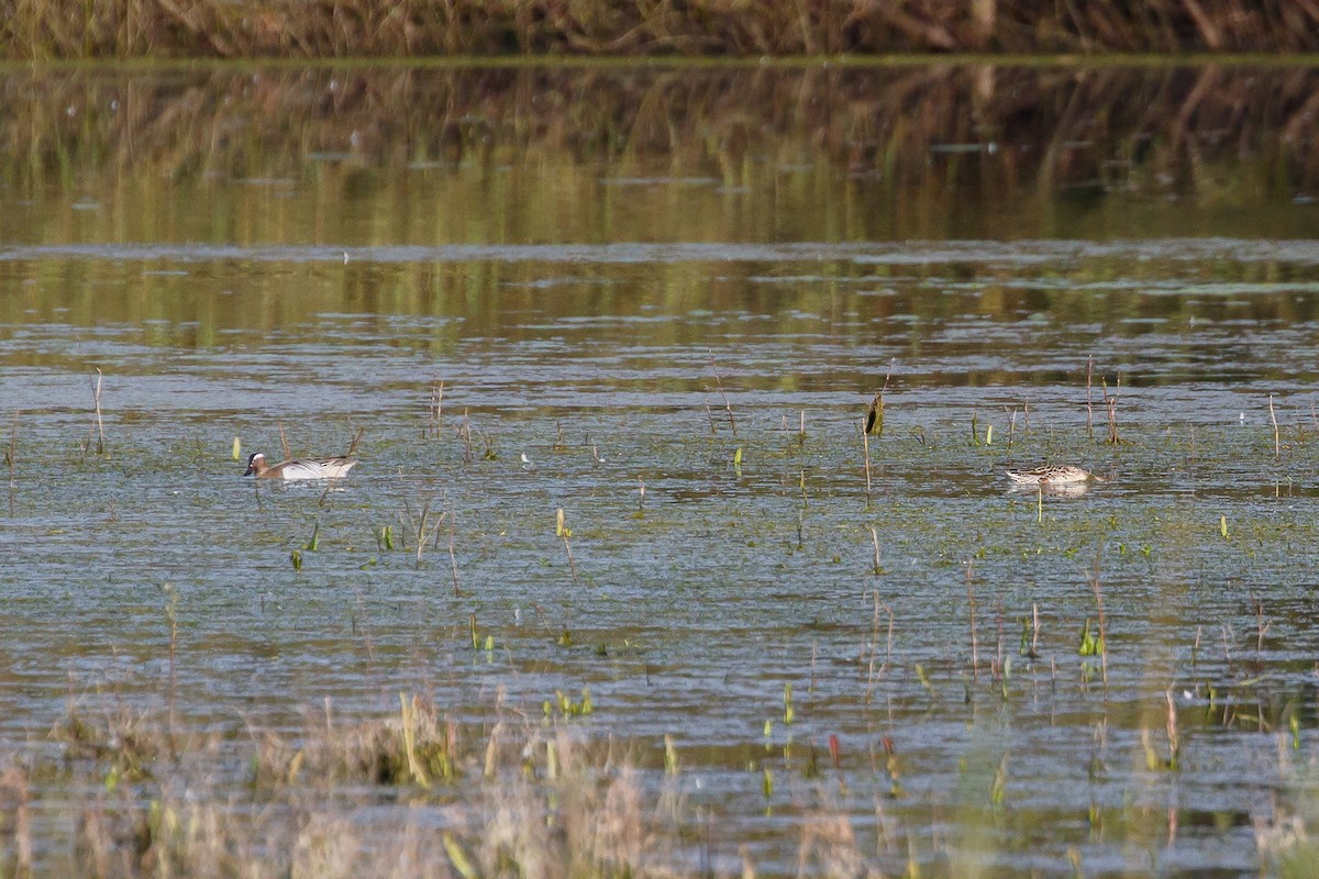 Garganey - ML322373641